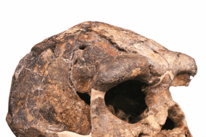Homo Erectus